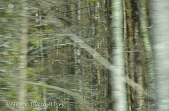 Creole ghost ©Nicole Blaisdell Ivey